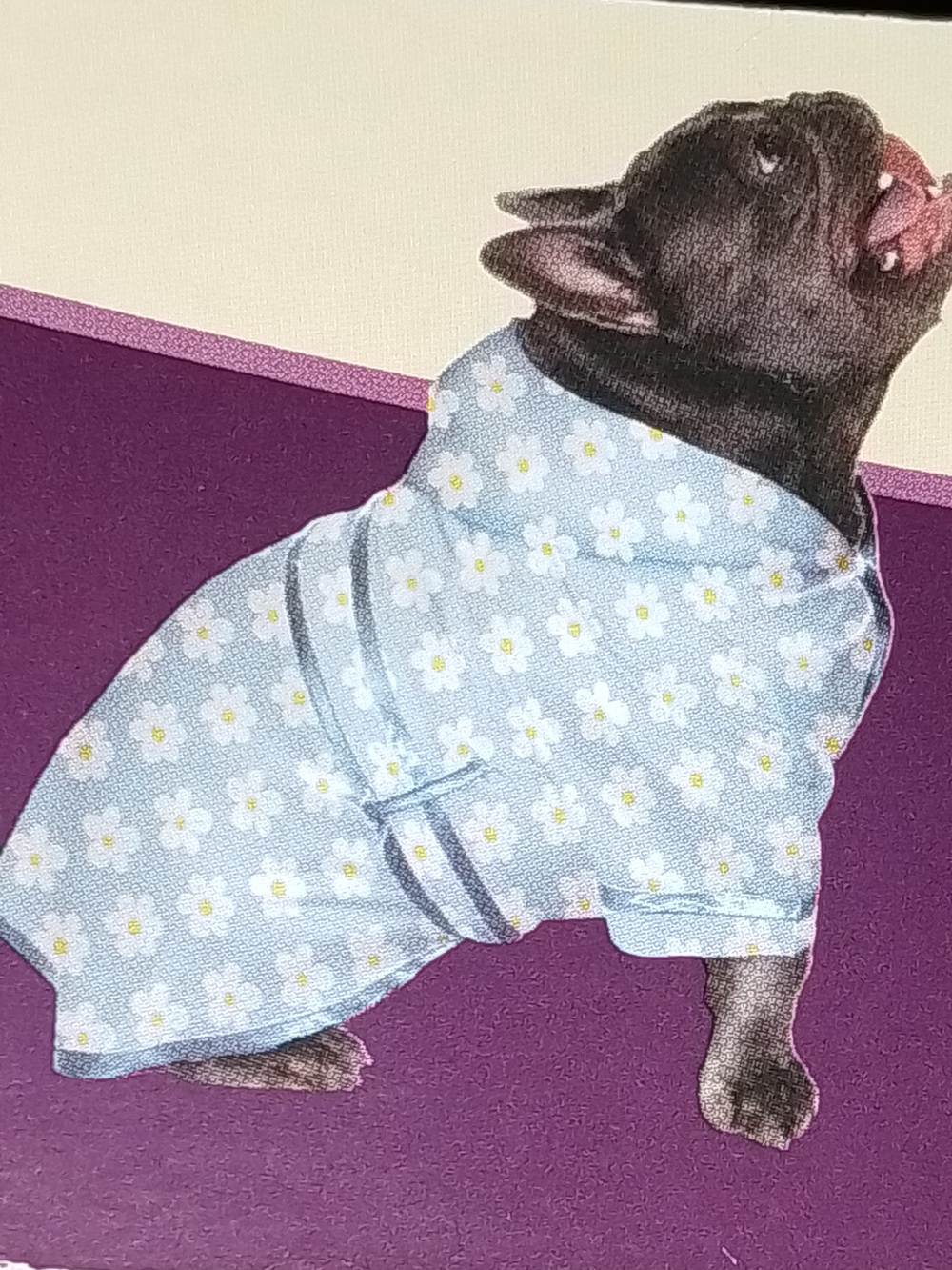 Blue Daisy Pet Bathrobe